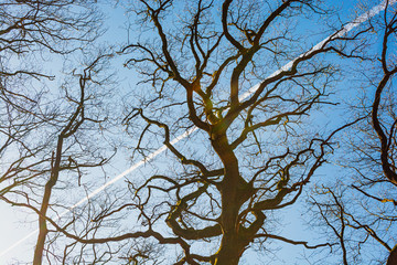 sunset in the winter forest