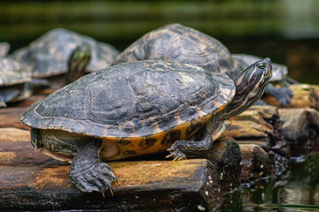 Schildkr&ouml;te
