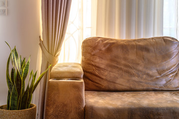 Brown sofa and snake plant in living room with sunlight shining through the translucent curtain at window