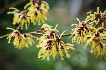 Witch-hazel, Hamamelis japonica, in the garden by the stream