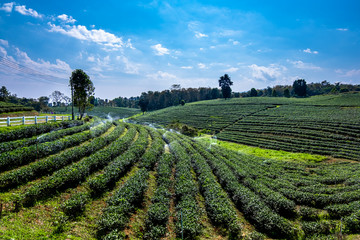 Choui Fong Tea Plantation with cloudy blue sky (Chiang Rai, Thailand)