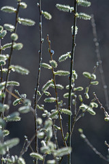 weidenkätzchen
