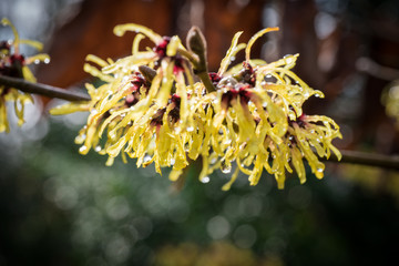 Witch-hazel, Hamamelis japonica, in the garden by the stream