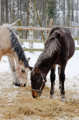 Two horses eat hay in the snow in a horse farm.