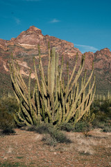 Organ Pipe Cactus in the Arizona Desert