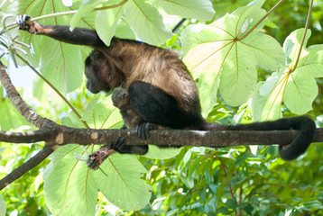 Howler Monkey and baby, Escaleras, Puntarenas Province, Costa Rica