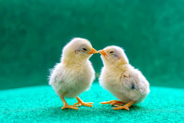 The yellow serama chicks on a artificial grass background.