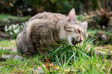 Naklejka na ściany i meble domestic cat eats grass in the garden