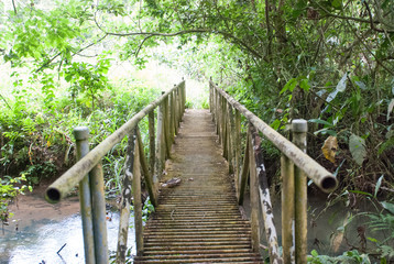 Jungle Bridge, Guanacaste Province, Costa Rica