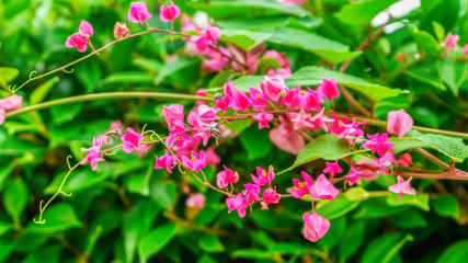 Bees are flying, eat pollen from a antigonon leptopus hook.