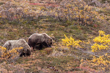 Pair of Grizzly Bears in Denali National Park Alaska in Autumn