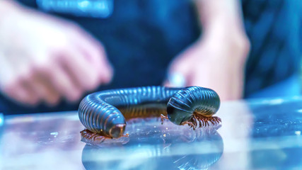 Giant millipede is a popular pet in Thailand.