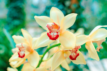 Phalaenopsis Orchid yellow white flower in garden at winter or spring day beauty and agriculture...