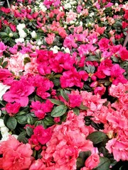 pink flowers in the garden