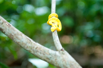 Eyelash Pit Viper, Cahuita National Park, Limón Province, Costa Rica 