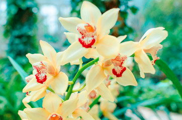 Phalaenopsis Orchid yellow white flower in garden at winter or spring day beauty and agriculture idea concept design. Moth dendrobium Orchid flower tropical garden Floral background. copy space