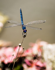 Dragonfly on flower bud wings spread out