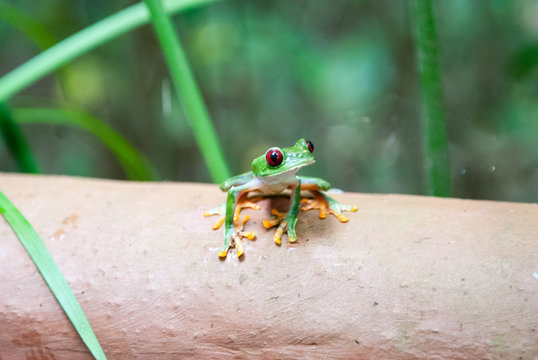 Red-Eyed Leaf (Tree) Frog, Lim&oacute;n, Punta Cocles, Costa Rica