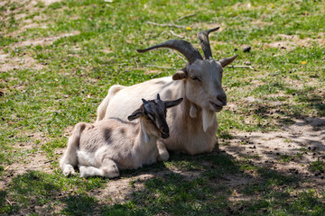 Mutterziege und Zicklein ruhen sich im Schatten aus