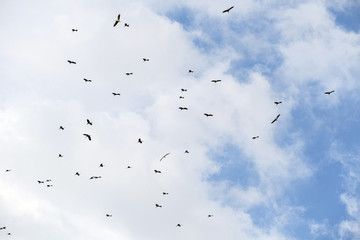 A flock of storks fly together in the sky. They gather to fly south. - 328736019