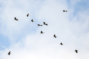 A flock of storks fly together in the sky. They gather to fly south..