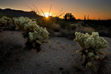 Sunrise over the Sonoran Desert at Usery Mountain Regional Park in Mesa, Arizona.