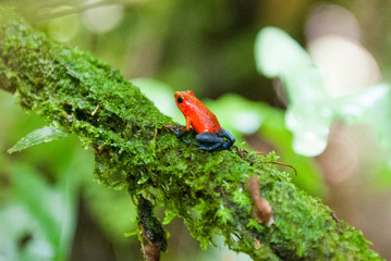 Strawberry Poison Dark Frog, La Selva Biological Station, Puerto Viejo de Sarapiqui, Costa Rica