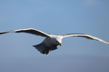 Vol d'oiseau