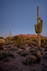 The west face of Usery Mountain glows in the warm light from a setting sun in Usery Mountain...