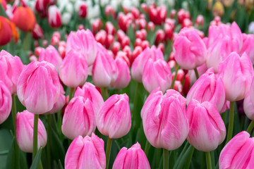 Delicate white and pink tulips in fresh green close up on blurred background. Sensual pattern of spring flowers for your design. selective focus