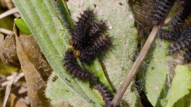 Glanville Fritillary (Melitaea cinxia ) Caterpillars in their Web. 1 cm long.
