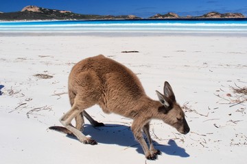 Kangaroo on the beach