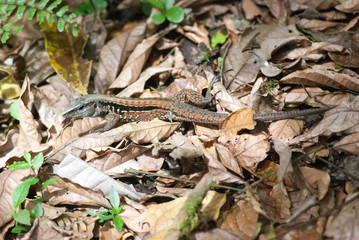 Central American Ameiva Lizard (Ameiva festiva), La Selva Biological Station, Puerto Viejo de Sarapiqui, Costa Rica