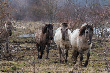 Koniks in der Thüringeti