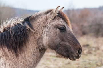 Fototapeta premium Koniks in der Thüringeti