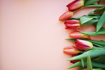 red tulips on pink  background