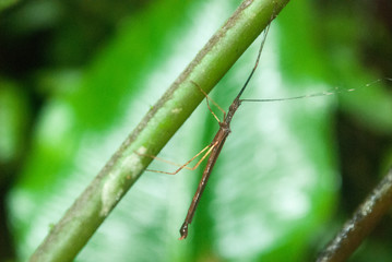 Walking Stick Insect, La Selva Biological Station, Puerto Viejo de Sarapiqui, Costa Rica