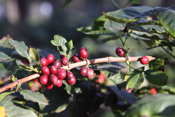 coffee beans on the bush