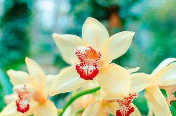 Obraz na płótnie Canvas Phalaenopsis Orchid yellow white flower in garden at winter or spring day beauty and agriculture idea concept design. Moth dendrobium Orchid flower tropical garden Floral background. copy space