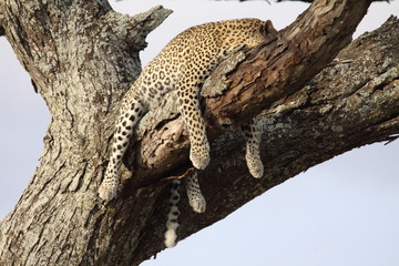 Naklejka na ściany i meble Leopard resting in tree