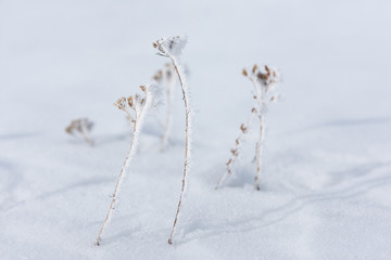Delicate frosty plants in the snow, winter, minimalism, Tusnad, Romania