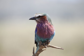 Lilac-breasted Roller looking right