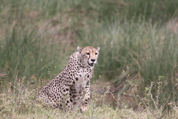 Fototapeta na wymiar cheetah in grass