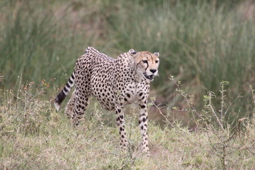 cheetah in the grass