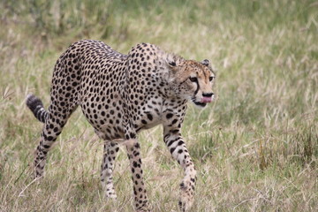 Pregnant cheetah