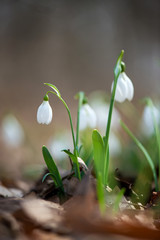 Close up of snowdrop flowers blooming in sunny spring day - selective focus, copy space