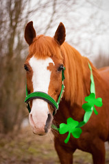 a red horse with a green bridle and clover leaves around its neck. A symbol of St. Patrick's day