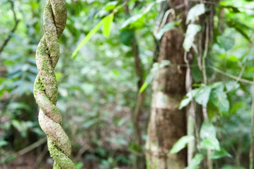 Twisted Vines, La Selva Biological Station, Puerto Viejo de Sarapiqui, Costa Rica