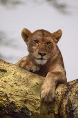 Lioness In A Tree