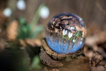 Close up of blooming snowdrop reflected in a lens ball - selective focus, copy space